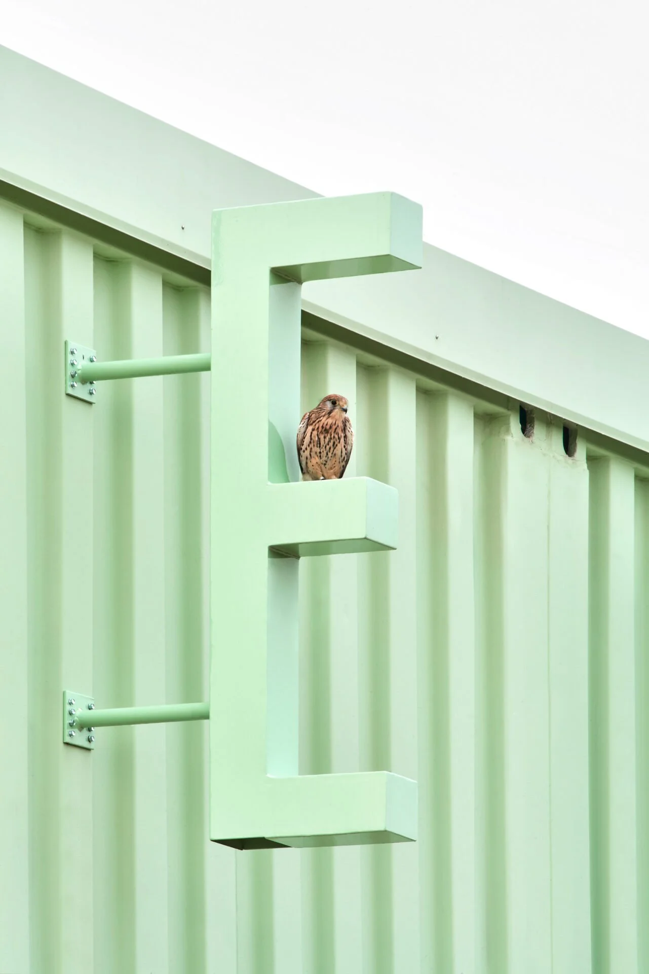 EDUCAN pajaro La Caja Verde